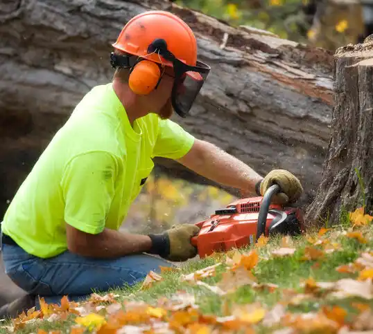 tree services Taos